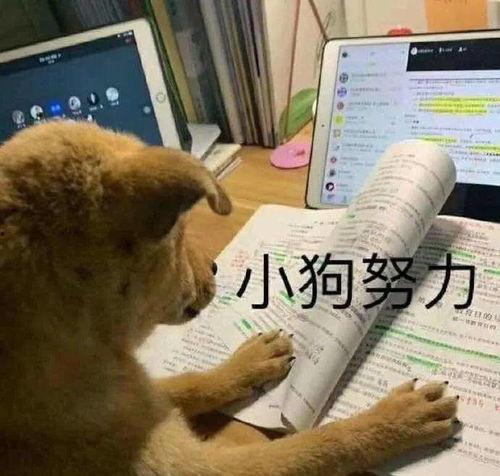 狗子与我吃瓜头像动漫,吃瓜日常的欢乐动漫之旅