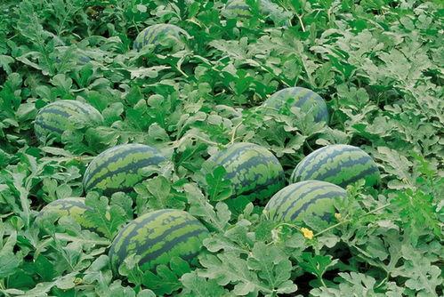 吃瓜群大全,网络社交新趋势下的娱乐风向标