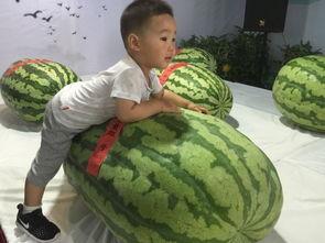 村委吃瓜事件,揭秘基层权力滥用背后的真相