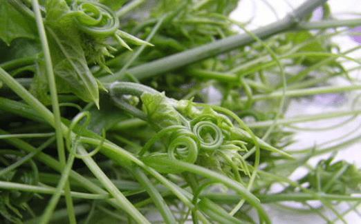 云南贵州广西吃瓜,云南、贵州、广西风味瓜果探秘