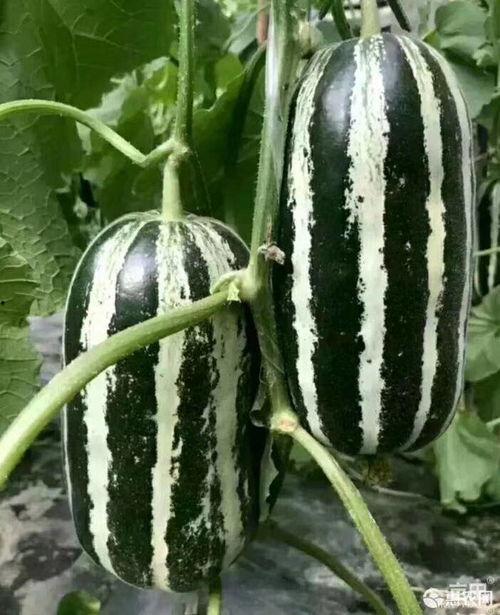 吃瓜博主讲的瓜能信吗,可信度几何？