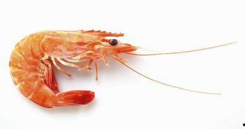 什么虾吃小瓜虫