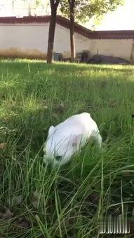 上吊吃瓜兔,揭秘网络热梗背后的故事与趣味