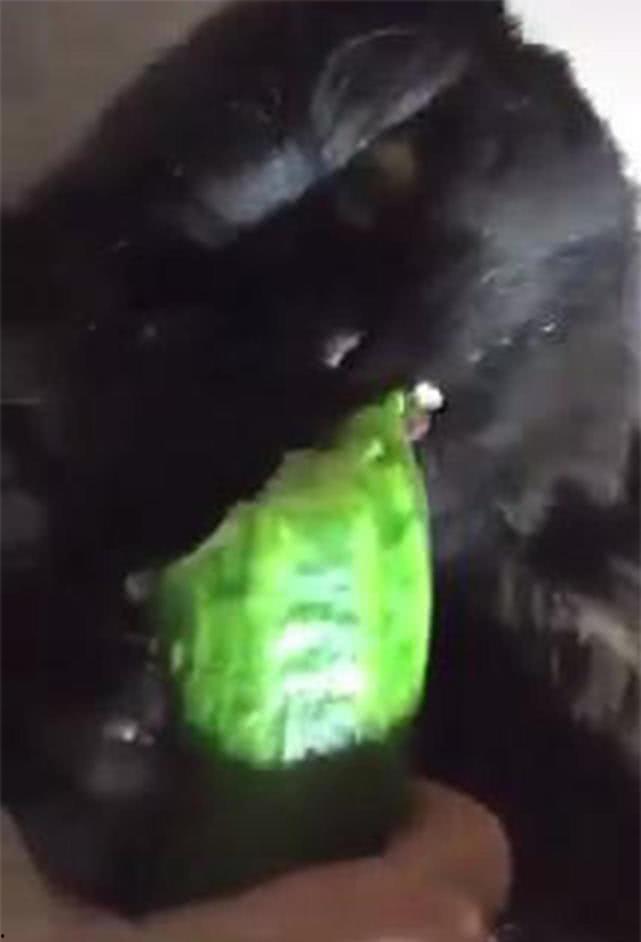 黑猫要瓜吃,瓜果飘香的故事