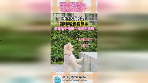 小区吵架吃瓜视频,小区吵架视频引发网友热议