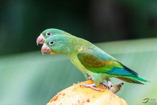 贝鸟吃瓜,揭秘瓜界新宠儿的趣味生活