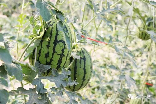 北美吃瓜大网红,揭秘娱乐圈幕后真相