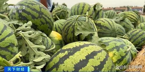 成县沪上阿姨吃瓜,一场美食与娱乐的碰撞